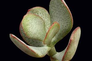 A photo of Chinese Jade