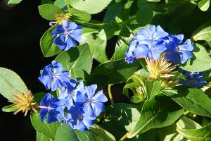 A photo of Chinese Plumbago