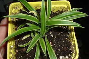 A photo of Chlorophytum bichetti