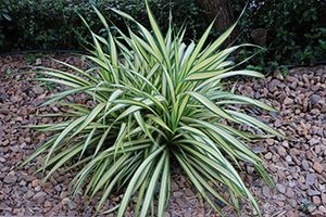 A photo of Chlorophytum