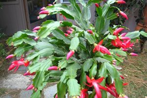 A photo of Christmas Cactus