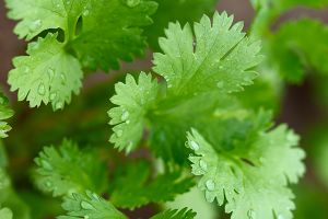 A photo of cilantro