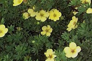 A photo of Cinquefoil