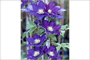 A photo of Clematis