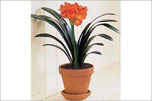 A photo of Clivia Lily