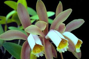 A photo of Cocktail Orchid