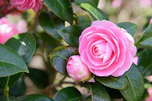 A photo of Common Camellia