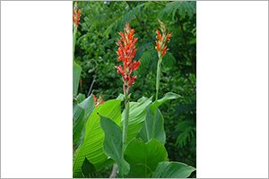 A photo of Common Garden Canna