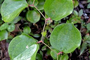 A photo of Common Greenbrier
