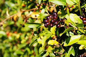 A photo of Common Privet