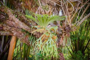 A photo of Common Staghorn Fern