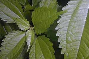 A photo of Coolwort