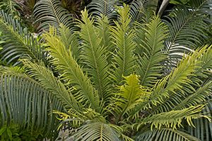 A photo of Coontie Palm