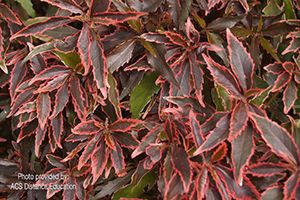 A photo of Copperleaf