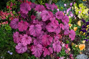 A photo of Coral Bells