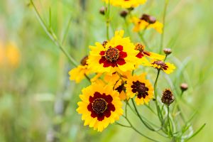 A photo of Coreopsis