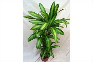 A photo of Corn Plant