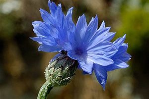 A photo of Cornflower