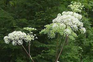 A photo of Cowbane