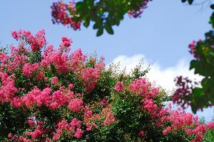 A photo of Crape Myrtle