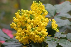 A photo of Creeping Mahonia