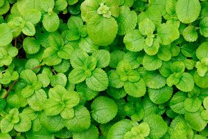 A photo of Creeping Pilea
