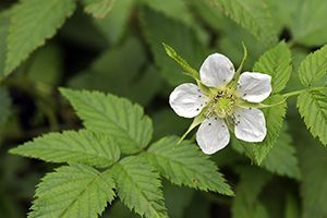 A photo of Creeping Rubus