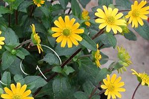 A photo of Creeping Zinnia