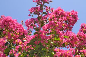 A photo of Crepe Myrtle