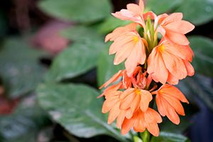 A photo of Crossandra