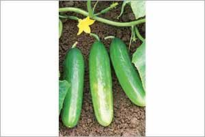A photo of cucumber