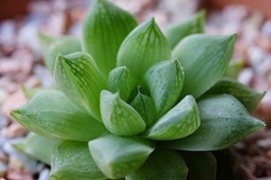 A photo of Cushion Aloe