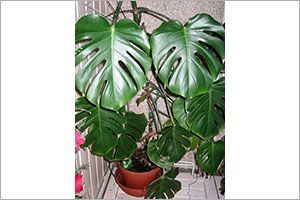 A photo of Cutleaf Philodendron