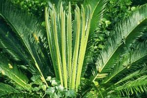 A photo of Cycads