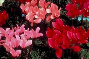 A photo of Cyclamen