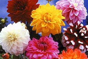 A photo of Dahlia