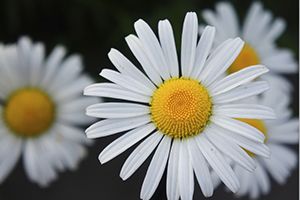 A photo of Daisy