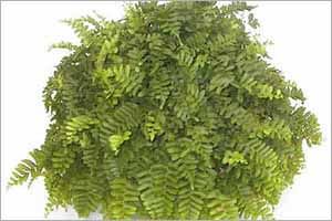 A photo of Dallas Fern
