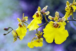 A photo of Dancing Doll Orchid