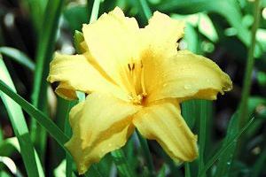A photo of Day Lilies (many varieties)