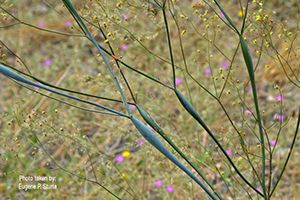 A photo of Desert Trumpet