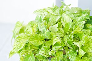 A photo of Devils Ivy