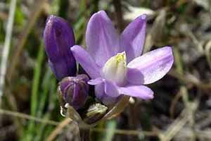 A photo of Dichelostemma