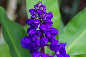 A photo of Dichorisandra Reginae