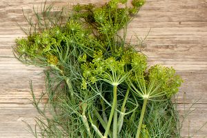 A photo of dill