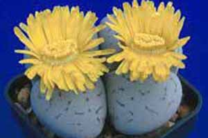 A photo of Dinteranthus