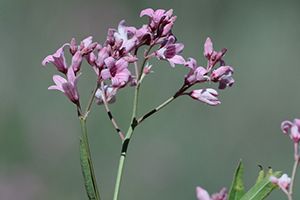 A photo of Dogbane Hemp