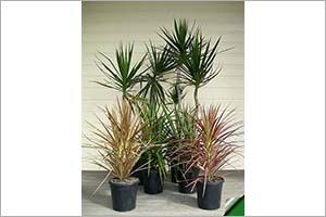 A photo of Dracaena