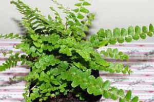 A photo of Duffii Fern