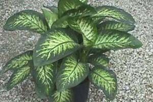 A photo of Dumbcane